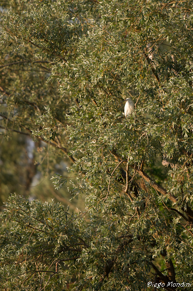 DeltaPo_Boccasette_2012lug9_dm 264.jpg